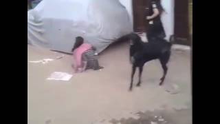 Goat  killed girl