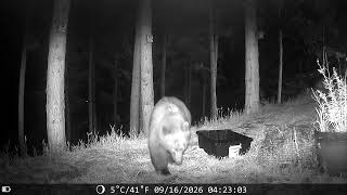 Quick hello lol. #coloradolife #brownbear #bigboy #bigbear #sayinghello #hello #upcloseandpersonal 