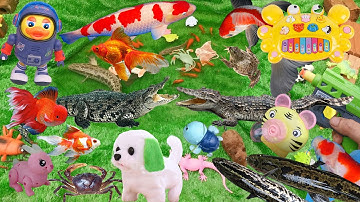 Bạn Cún Đi Bắt Cá Và Tìm Các Loài Động Vật, Tìm Thấy Cá Koi, Vịt, Cua, Rắn, Gà, Khủng Long, Cá Sấu