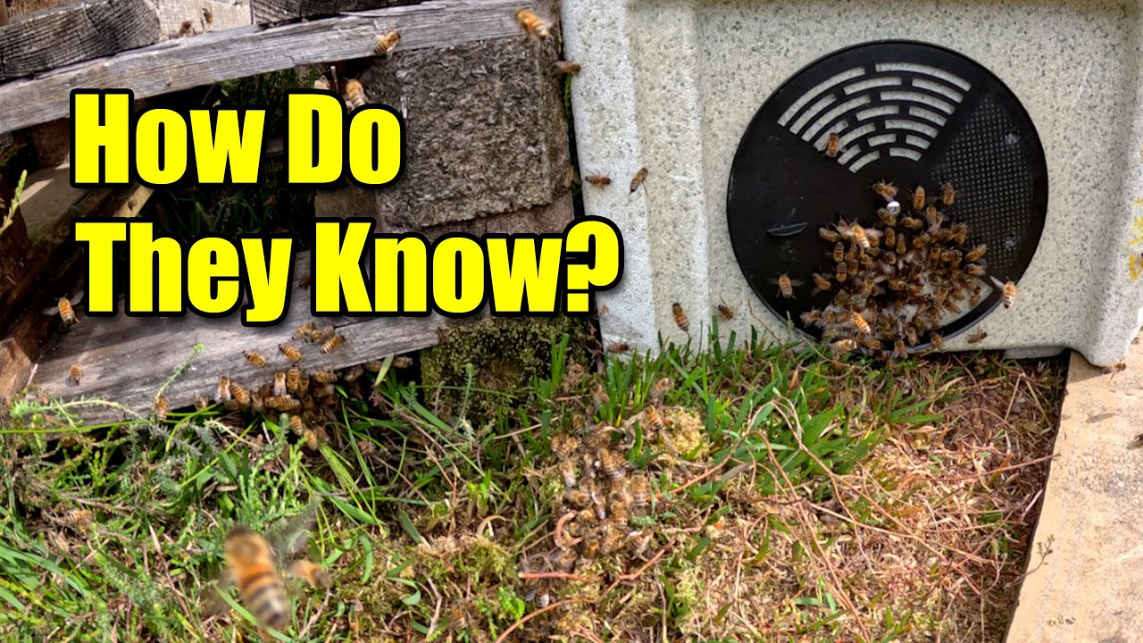 Watch This Swarm Obey Their Queen – Nature’s Mind-Blowing Moment!