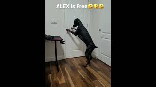 Smart European Doberman. My Doberman Puppy Opens The Door. Funny Videos. Alex The Lock Smith #shorts