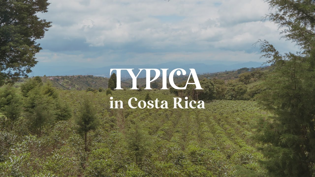 TYPICA in COSTARICA 2021/22 Full│Direct Trade Coffee  Community [subtitles/자막 지원/字幕翻譯/字幕対応]
