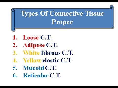 3 connective tissue: types of connective tissue proper