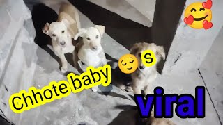 Chhote Chhote Pyare puppies#viral#puppies viral video#shorts😌😌🙏🙏🙏