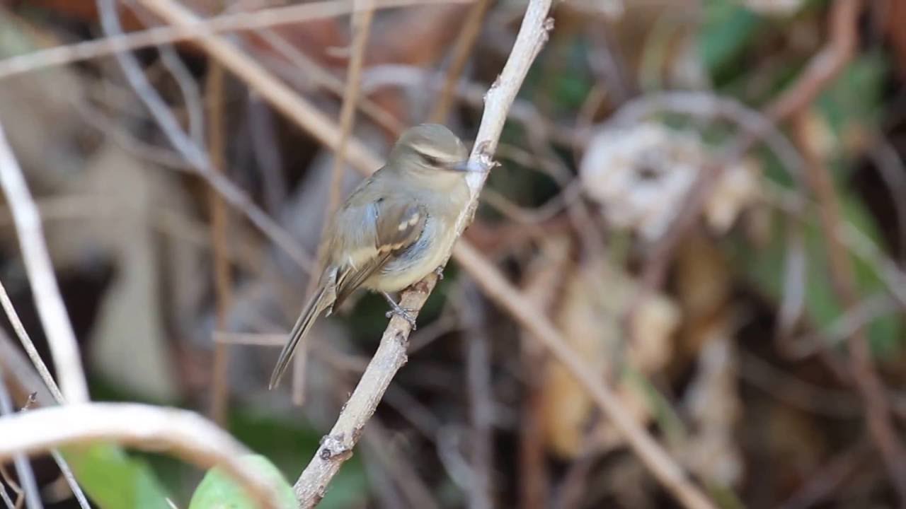 Guaracavuçu - Fuscous Flycatcher - Cnemotriccus fuscatus 