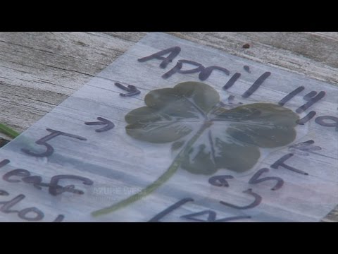 What it takes to find a five leaf clover