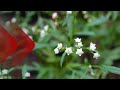 Losnabranca parthenium hysterophorus saiba tudo sobre ela