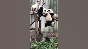 #Shorts Naughty Panda Falls Down From The Tree | pandagarten