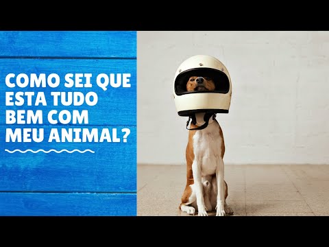 Vídeo: Meu Animal De Estimação Não Come