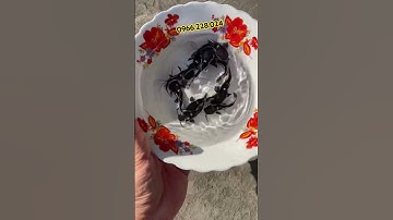 Hồng vỹ mỏ vịt