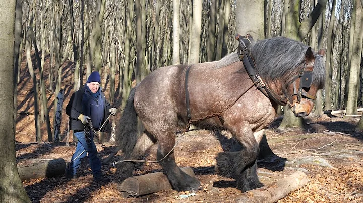 Horse logging exercises