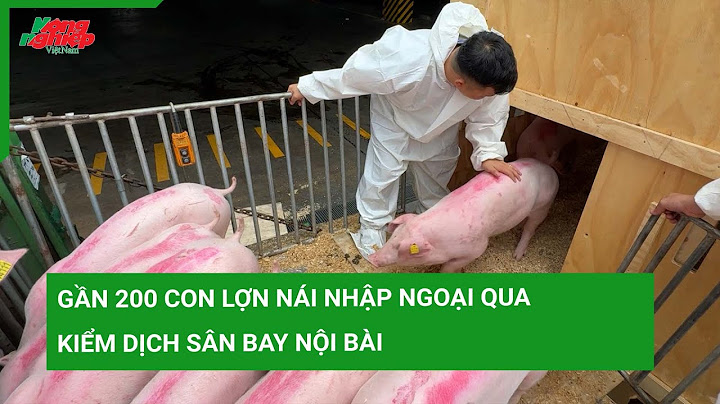 Con lợn nuôi một năm dk bao nhiêu ký năm 2024