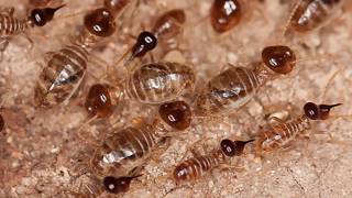 Advanced Pest Control Foley AL - 10 Facts About Termites