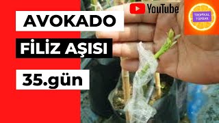 Avokado Fi̇li̇z Aşısı Sonucu 35 Gün Avokado Grafting 05326791777