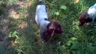 GSP puppies playing by Chris McKinzie 450 views 12 years ago 24 seconds