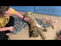 Joe Exotic cub petting