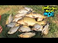 ✅️ Вже Осіння 🍁 Риболовля 🎣  на Карася 🐟 та Коропа 🐟 Ч.2