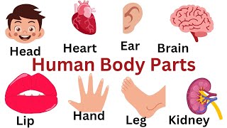 Learn Body Parts in English / Basic Human Body Parts Name Listen & Practice /Preschool Learning