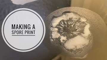 Making a Spore Print- Mushroom Identification
