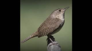 Suara house wren (Troglodytes aedon)