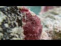 Frogfish documentary  2011