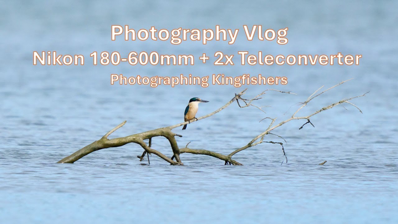 Nikon 180-600mm + 2x teleconverter: Photographing Kingfishers