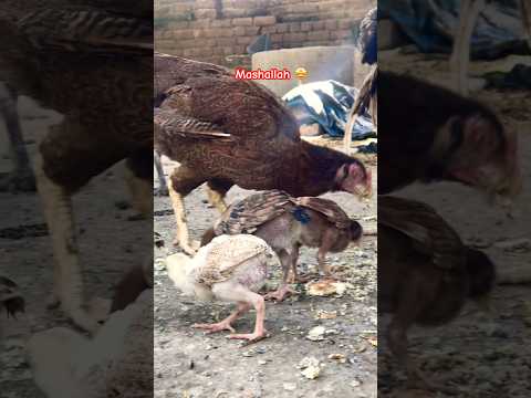 Aseel chicks growth #aseel #aseellovers #aseelchicks #chicksgrowth