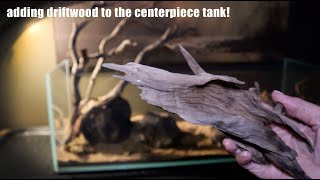Scaping the Centerpiece Tank | Episode 2: Adding Driftwood and Some Tips!