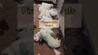 Week 2 - Litters O & P, Socialisation And Chilling