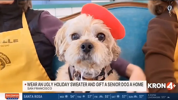 Muttville's senior dogs are dressed for the holidays! Adopt with fee waived? Watch how on KRON4! 