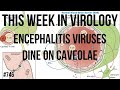 Twiv 746 encephalitis viruses dine on caveolae