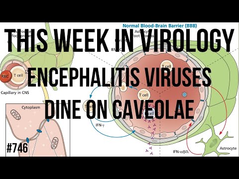 TWiV 746: Encephalitis viruses dine on caveolae