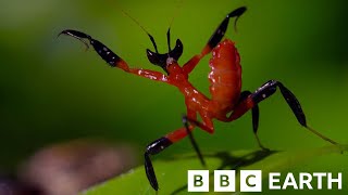 Kung Fu Mantis vs Jumping Spider | BBC Earth