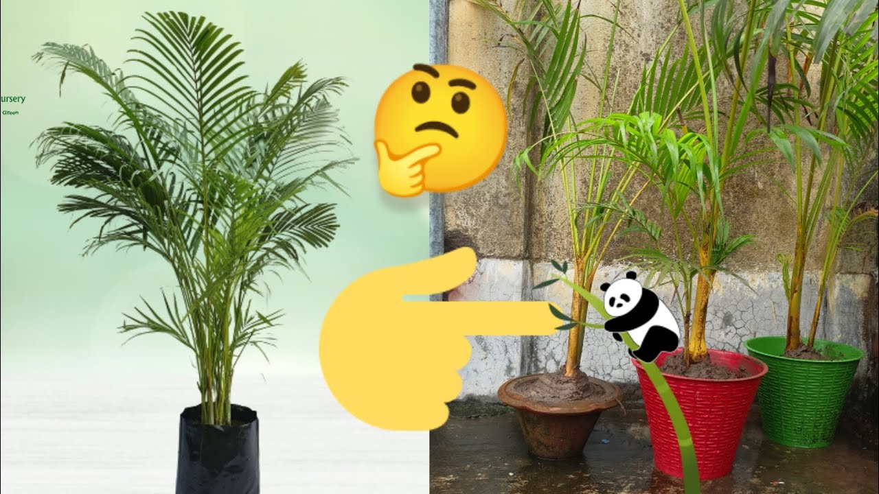 Areca palm reporting korlam 🎍😊 .....