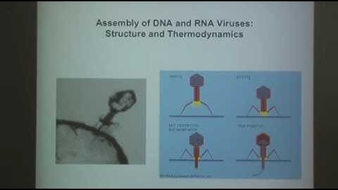 Computational Structural Biology in Macromolecules - Steve Harvey