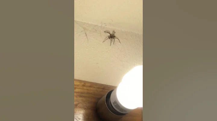 Itsy-bitsy spider