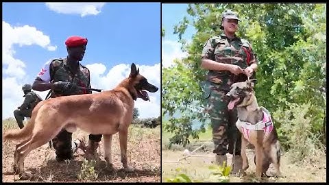 MBWA WA JESHI NI MWANAJESHI TAZAMA WAKIWA VITANI MAFUNZONI