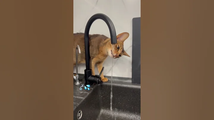 Video 9550861: cat pets abyssinian, adorable abyssinian, cat feline pet, cat drinking water