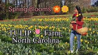 Spring Blooms 🌼 -  TULIP🌷 farm visit in North Carolina| NCvisit | by Travelclicks_PD 596 views 1 month ago 5 minutes, 27 seconds