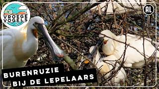 Burenruzie bij de lepelaars | Zelf Geschoten | Vroege Vogels