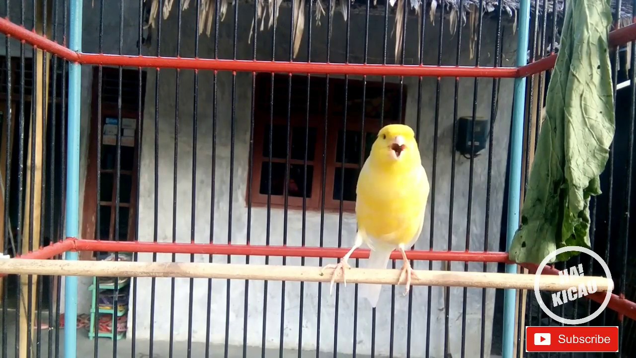 MASTERAN KENARI PALING PAS UNTUK BURUNG KICAU 
