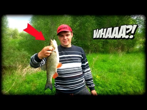 Video: Kurš ir ātrāks tīģeris vai lauva?