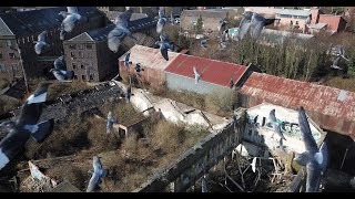 DJI Mavic Pro,Drone Bird-Strike,When Pigeons Attack! by rockwellmediadundee 246 views 3 years ago 1 minute, 21 seconds