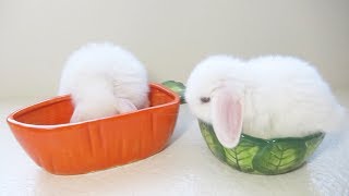 Baby Bunnies Love Their Bowls! by My BB Bunny 97,312 views 6 years ago 1 minute, 39 seconds