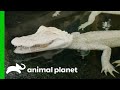 Baby Albino Alligators Move To Their New Home | The Aquarium