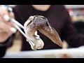 충남 서천 새조개, 낙지 korea seafood, bird shellfish/egg cockle/Octopus  [맛있겠다 Yummy]