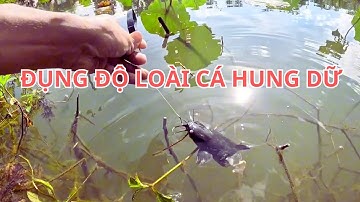 Đụng độ loài cá hung dữ cách móc nhái nhật cắm câu cá lóc hiệu quả