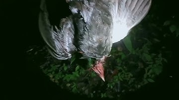 mus tua qaib qus hmo ntuj lom zem