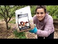 Planting Wine Cap Mushrooms and Other Spring Goodies