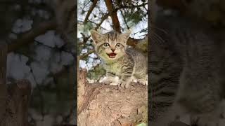 #shorts #cat #cats #catvideos #catfunny #kitten #meow #cute #funny #voice #sound